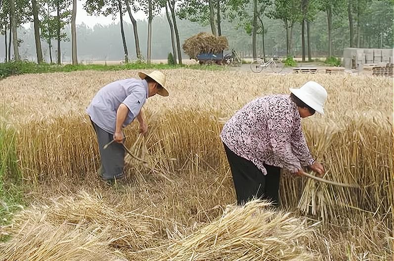 全国各地区最低工资是农民的吗,农村最低工资表公布