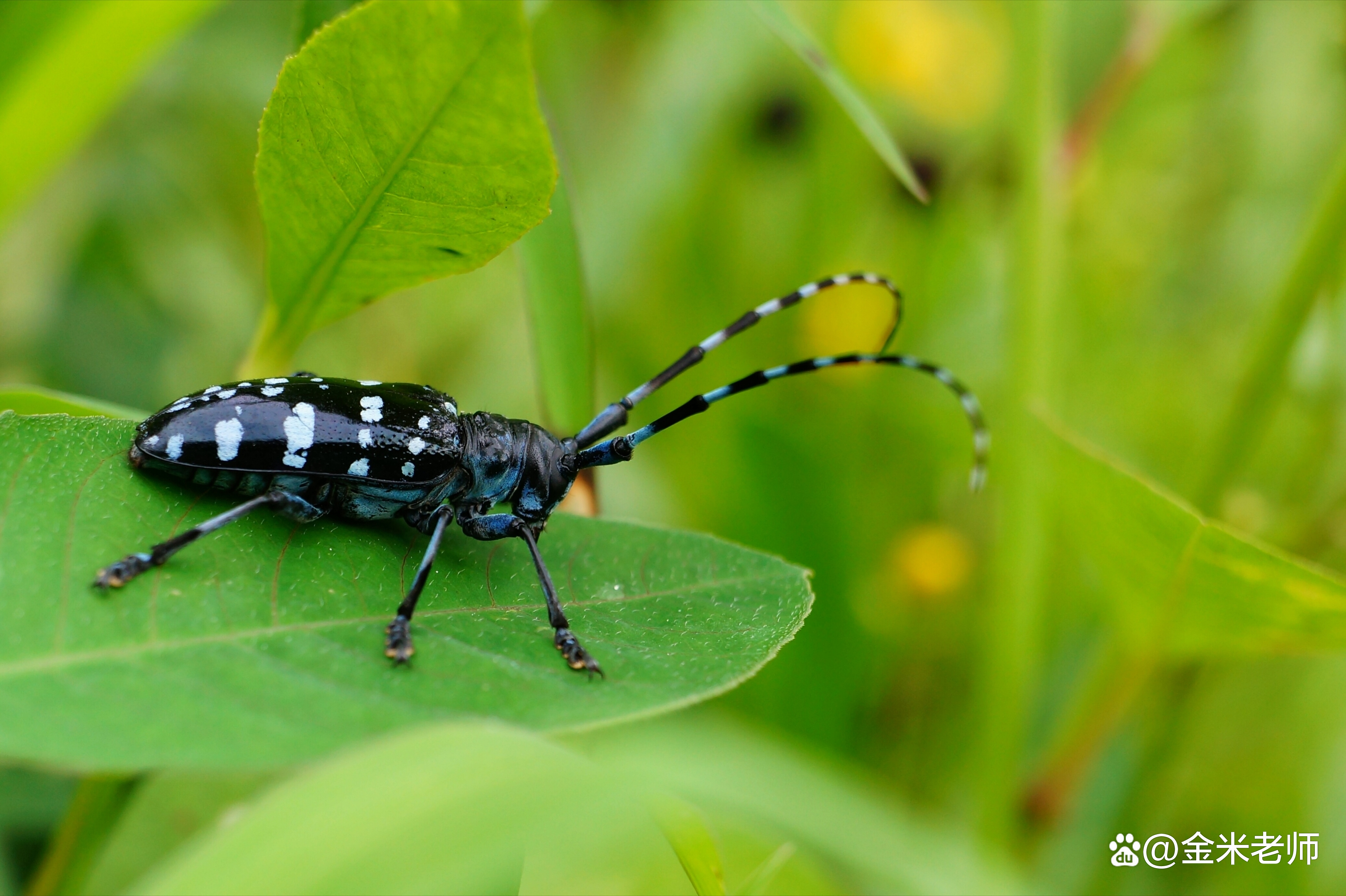 还记得小时候抓过的天牛吗,还记得小时候抓过的大天牛吗