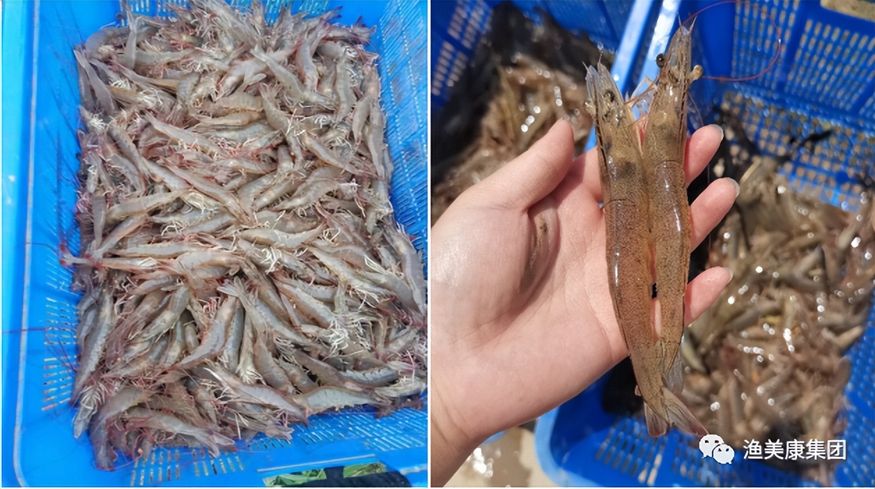 对虾出现的疾病汇总,对虾病害流行的真正原因揭晓图