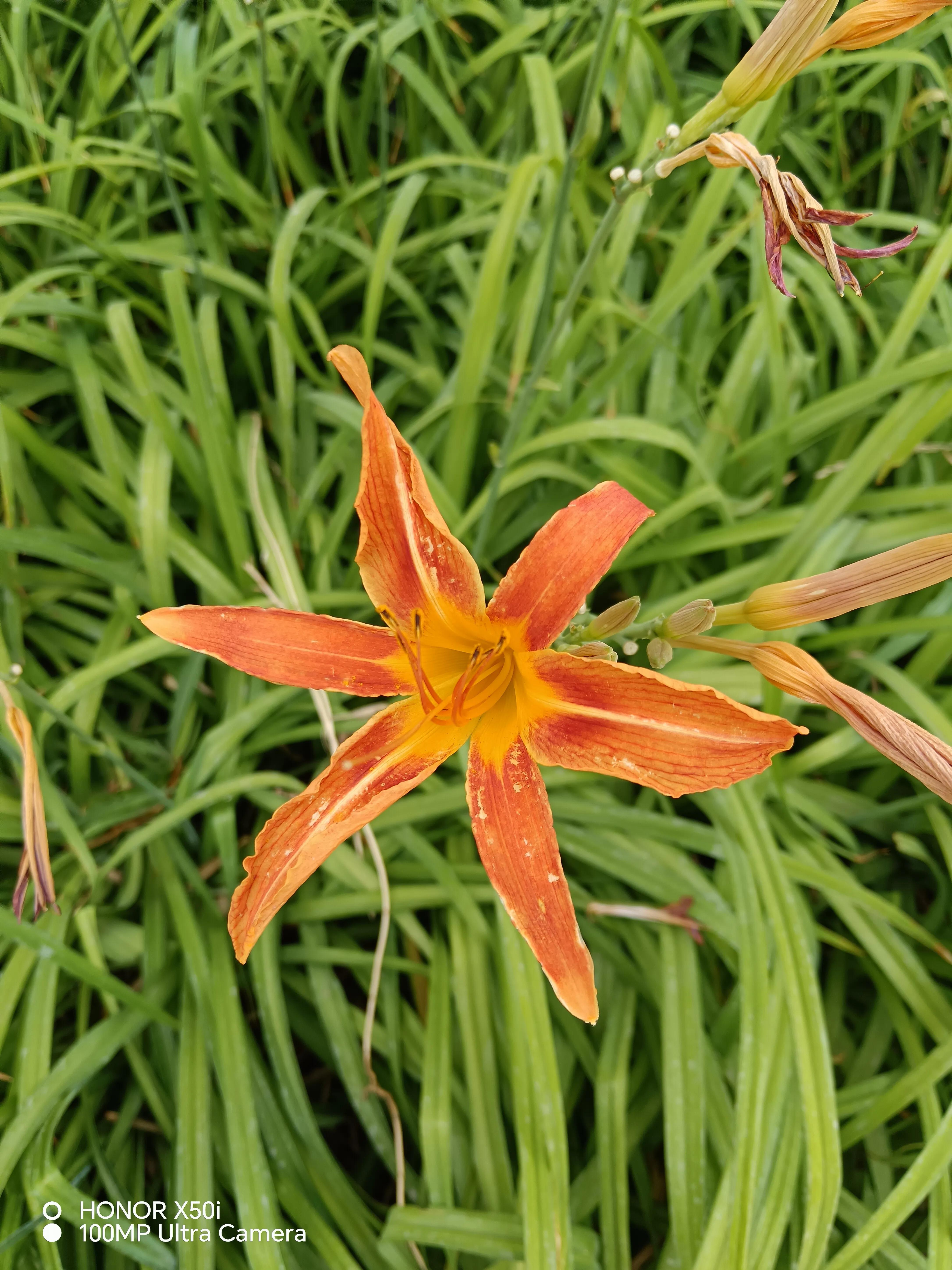 荣耀x50i拍照续航游戏测评,荣耀x50i像素好吗