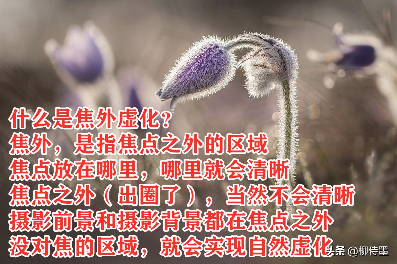 花朵唯美拍照,花朵如何拍摄唯美