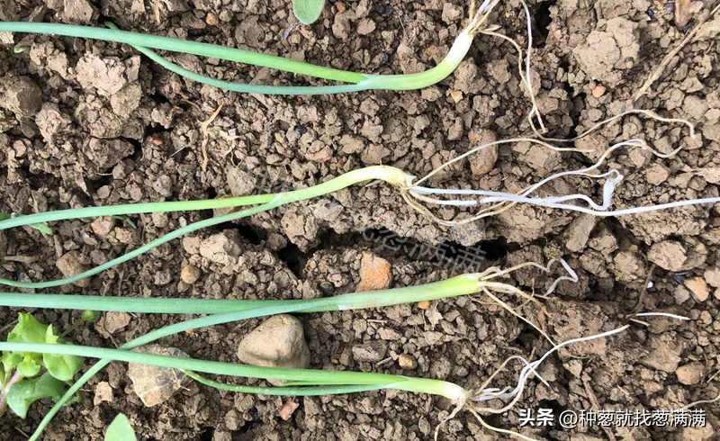 大葱花种子种植方法视频,大葱种子的种植方法和时间是什么