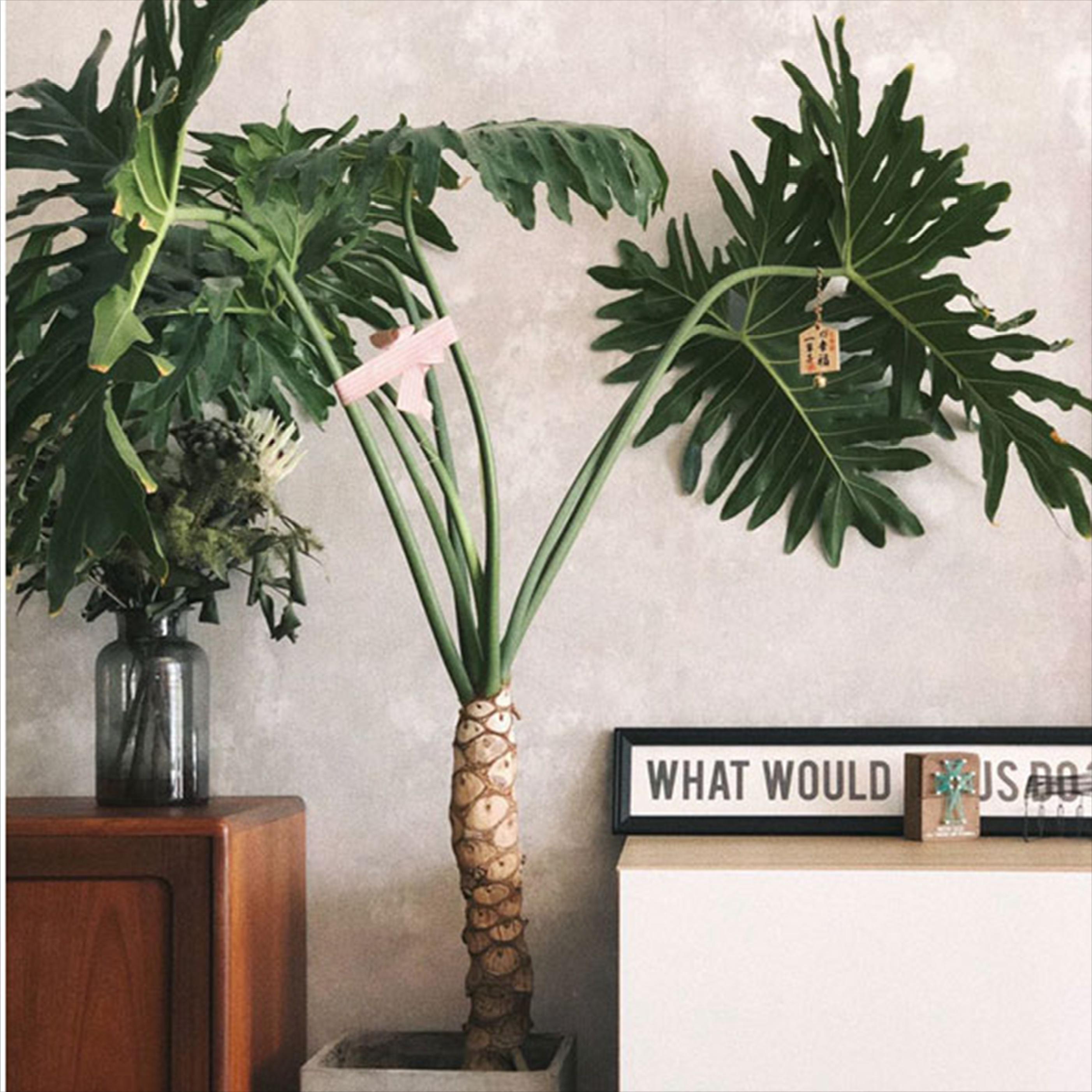 极简省钱又环保的居家生活,4款高颜值家居绿植