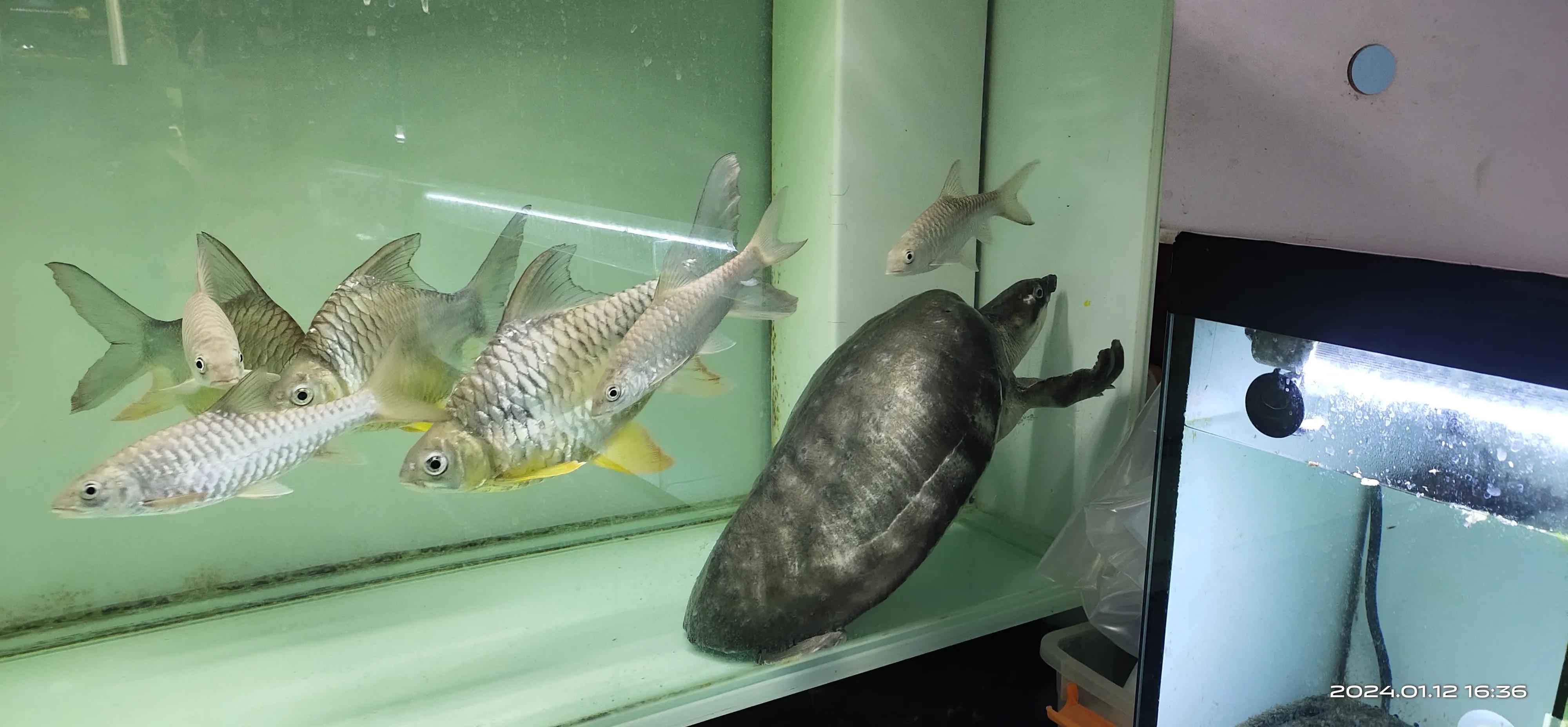 猪鼻龟和龙鱼一起养怎么喂食,猪鼻龟混养什么小鱼最好