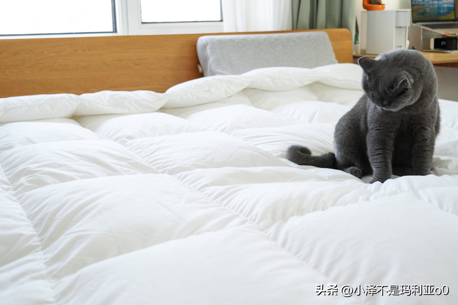 羽绒被品质好还是鹅绒被品质好,如何挑选性价比高的羽绒被