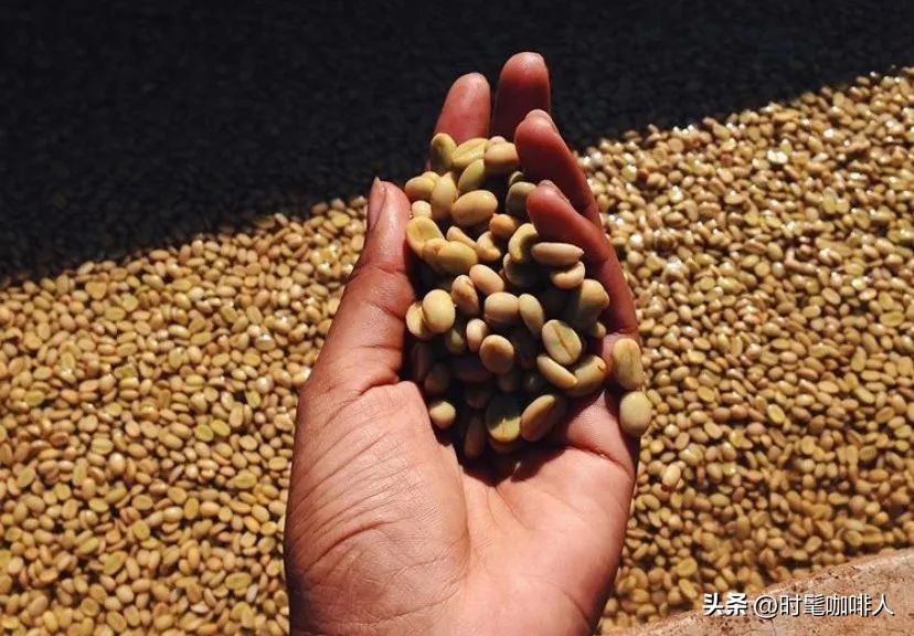 100%阿拉比卡咖啡,正宗的阿拉比卡咖啡