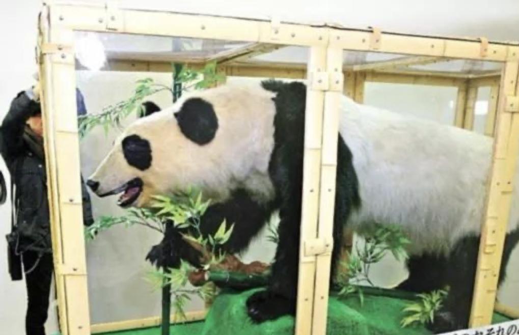 多少人关注丫丫,现在有多少人在关注丫丫