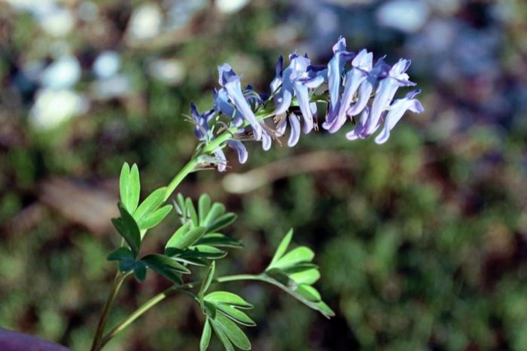 药农卖元胡十分钟赚52万,止痛片100片东北袋装