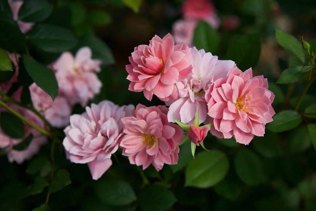 日本葵月季耐阴吗,葵是日月系列月季吗