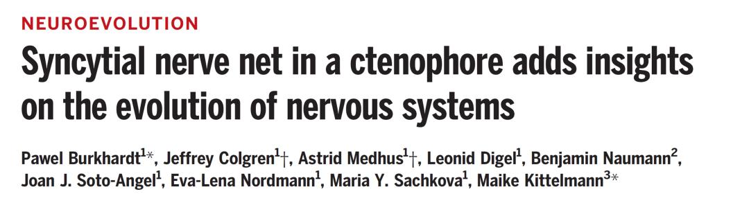 Science|“合胞体”远古神经网络为脑演化带来重要线索