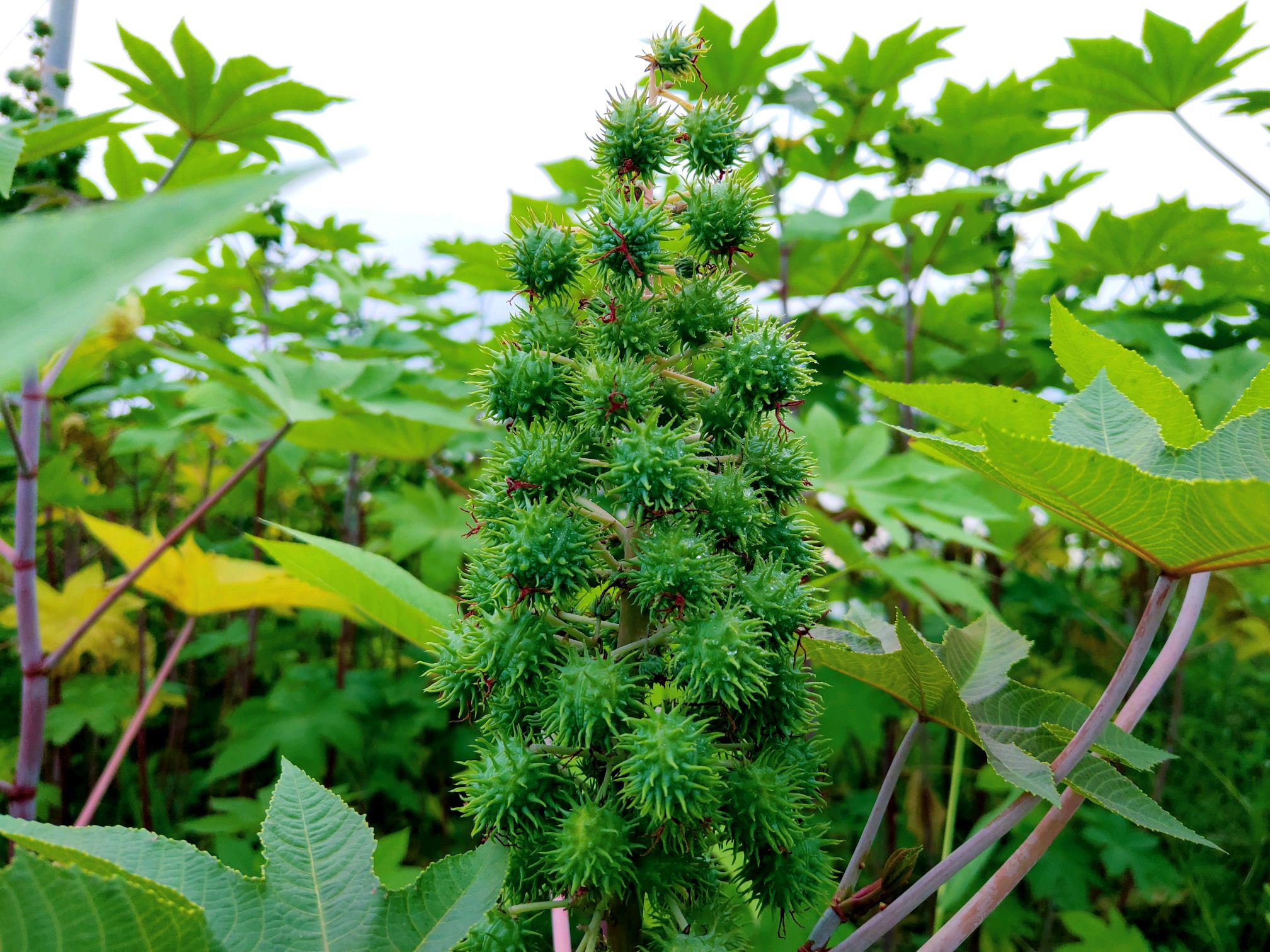 蓖麻子为什么成为了战略物资,美国将蓖麻列为战略物资