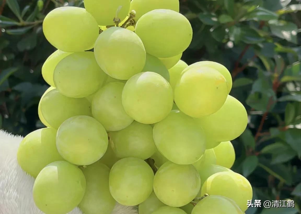 各种保鲜剂防腐剂的用法,赤霉素保鲜