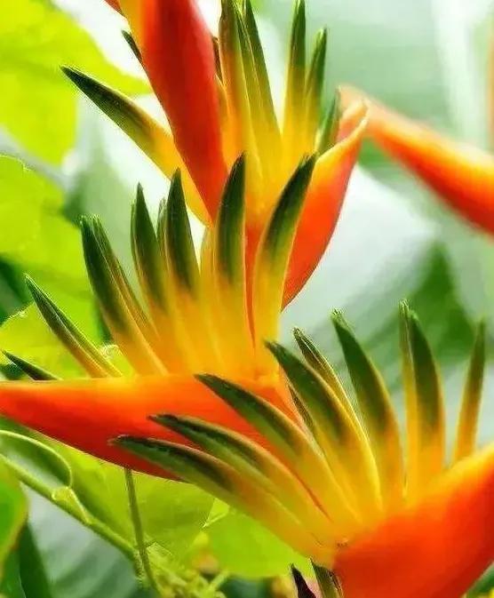 奇花异草是一道道亮丽的风景线,五彩缤纷的春天奇花异草