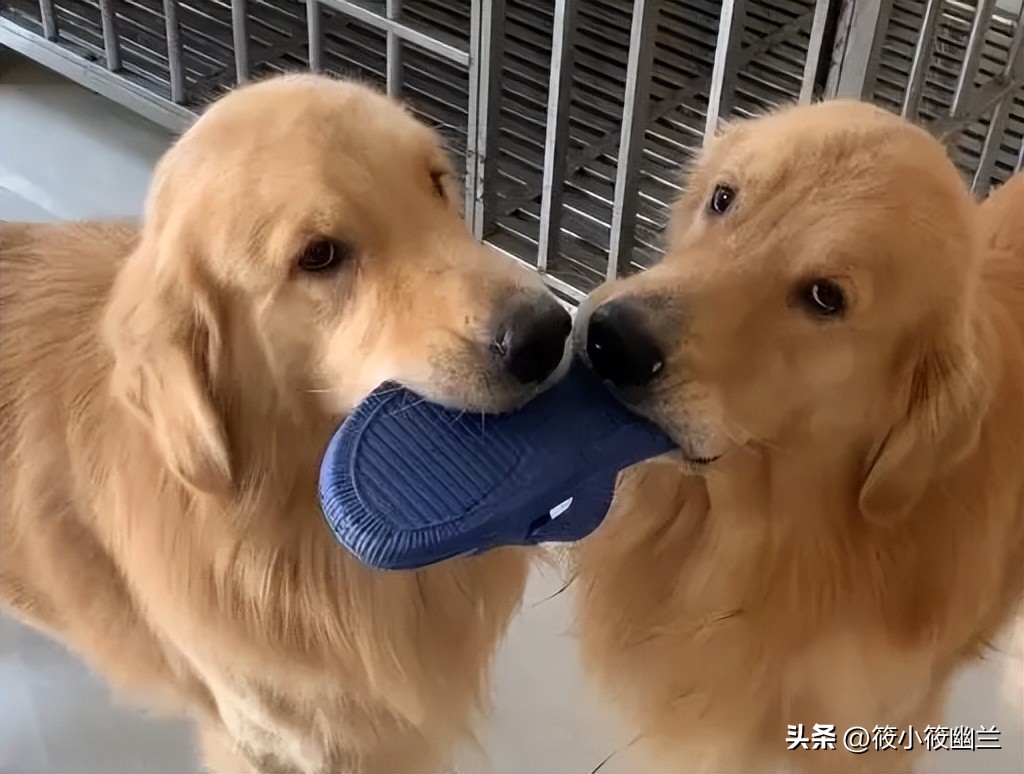 狗狗每天吃饭的最佳时间,狗狗的100种怪癖