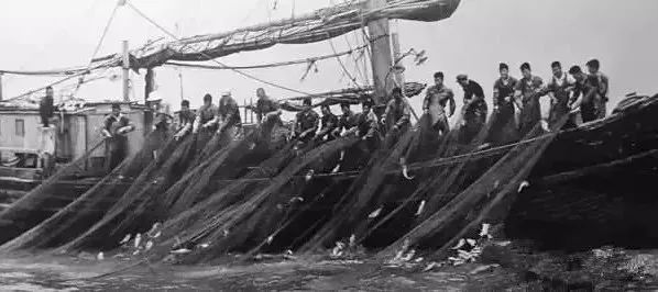 浙江一渔民捕获3000斤大黄鱼,浙江渔民捕获天价大黄鱼