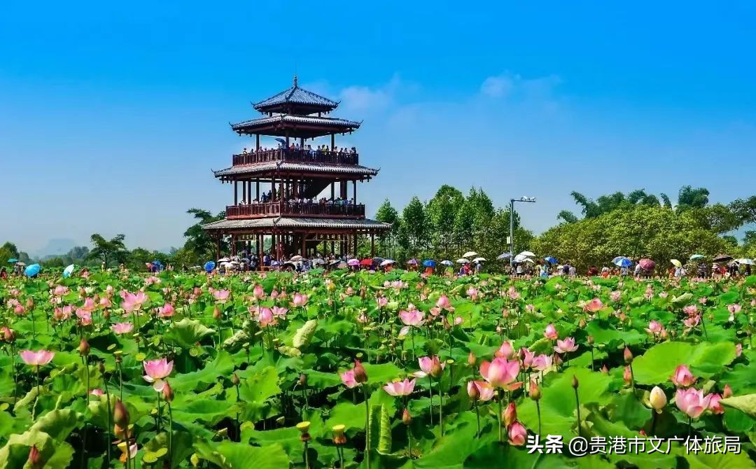 千年荷城贵港,一城夏天歌曲原唱