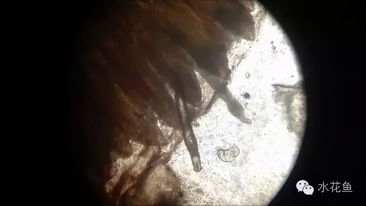 鱼常见的寄生虫以及症状,怎么区分鱼身上的钉虫和孢子虫