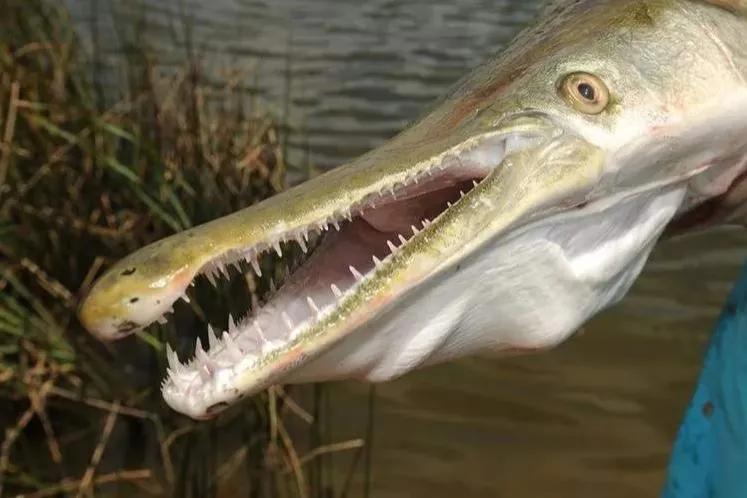 北美怪鱼凶如鳄鱼,巨怪鱼现身
