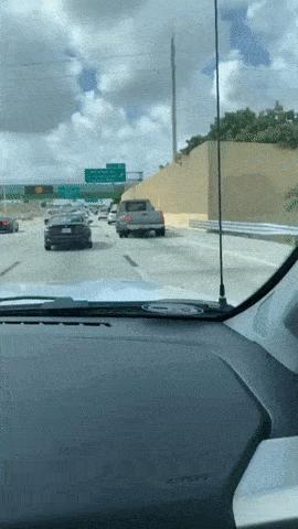 老鼠贴粘老鼠会死吗,老鼠贴粘到猫会自动掉吗