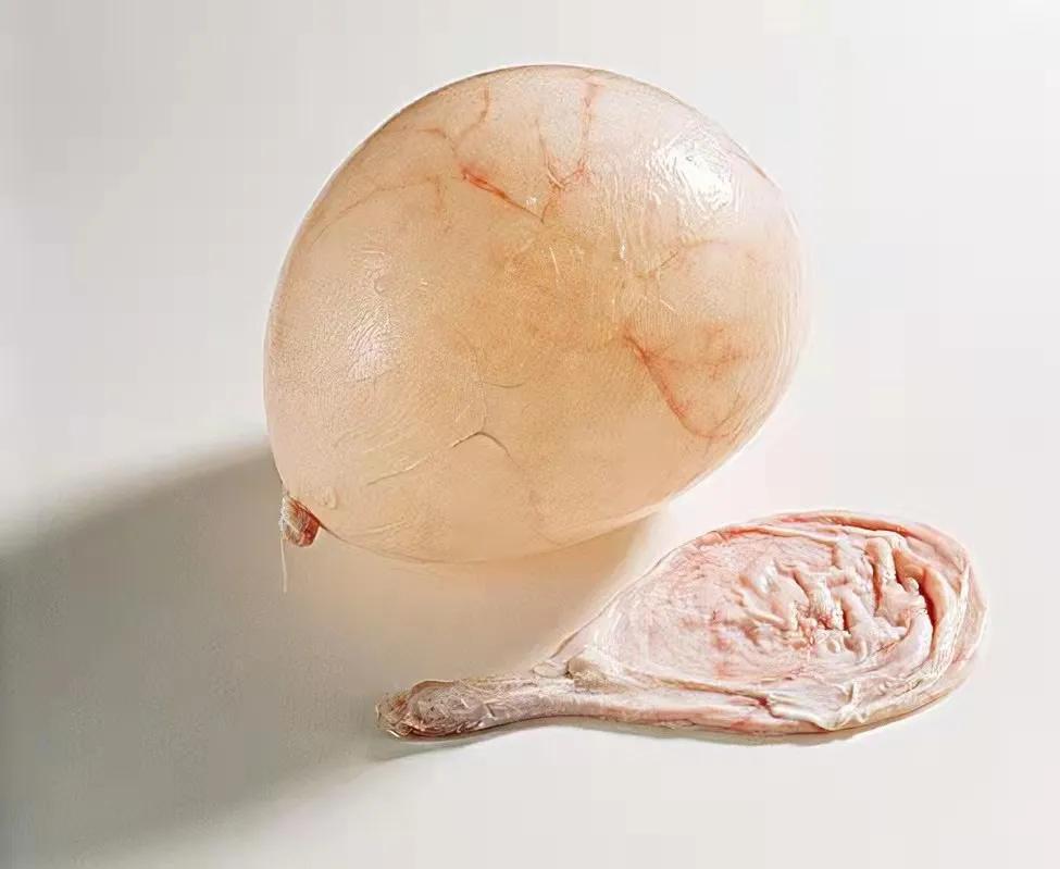 吃了猪尿泡,万事皆simple