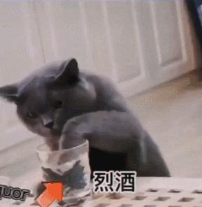 “谁再给猫喝酒，我扇烂ta的嘴巴！”