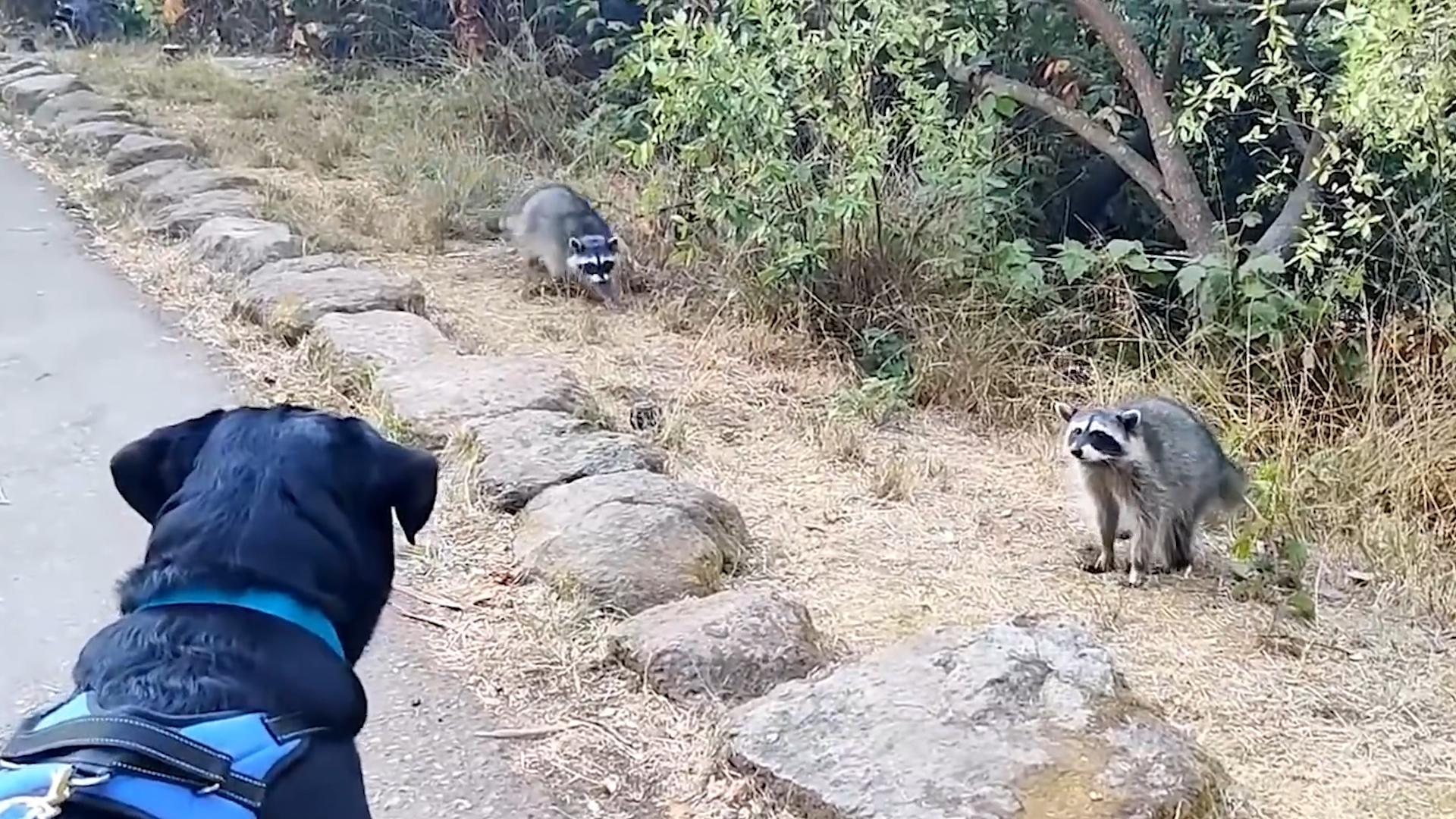 1年花掉30亿？给狗打疫苗能阻断狂犬病，为什么我们都给人打？