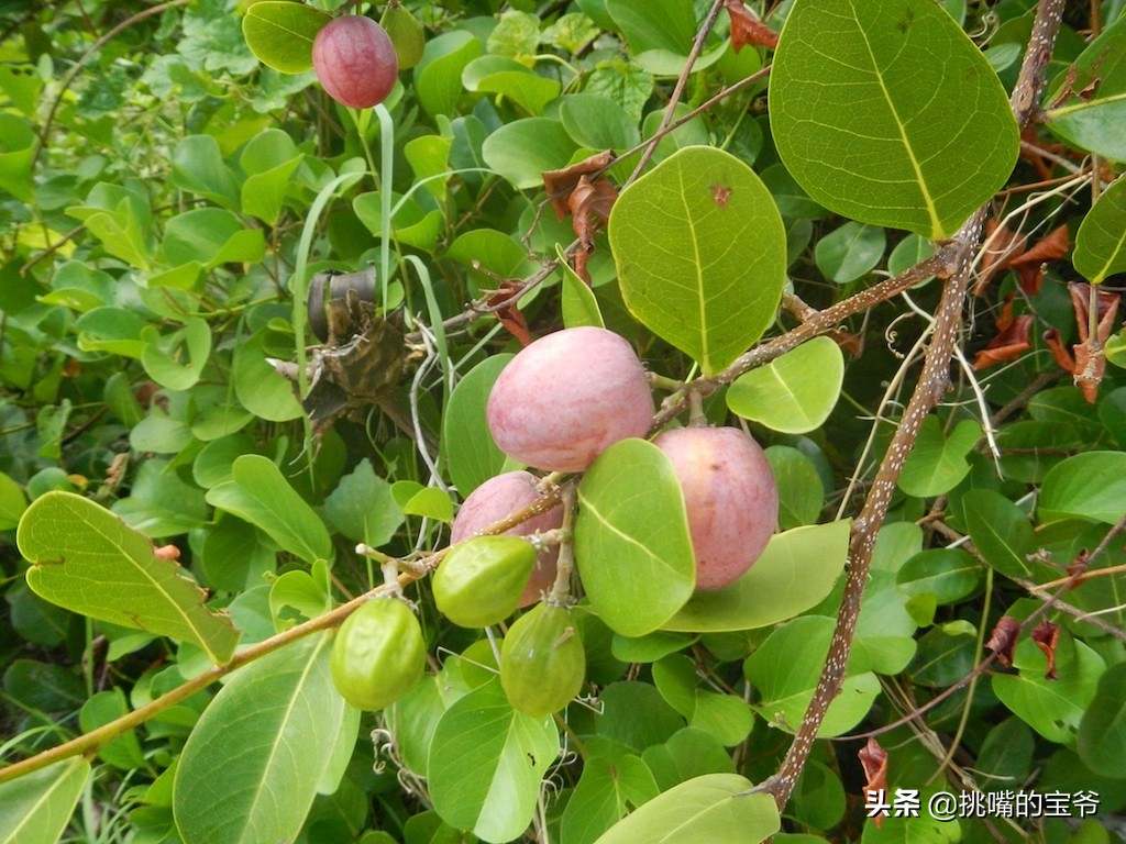 巴巴多斯中国人,巴巴多斯人在中国