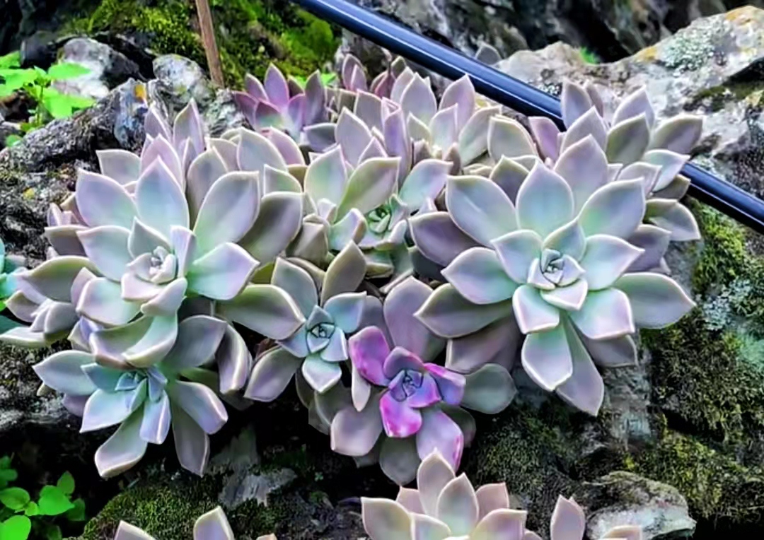 便宜又好养的5种多肉,皮实好养容易出状态的多肉有哪些