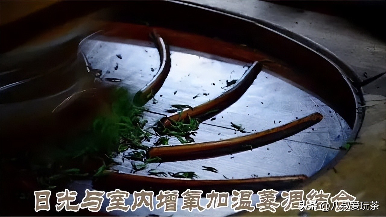 武夷岩茶小品种黄玫瑰,武夷岩茶黄玫瑰图片