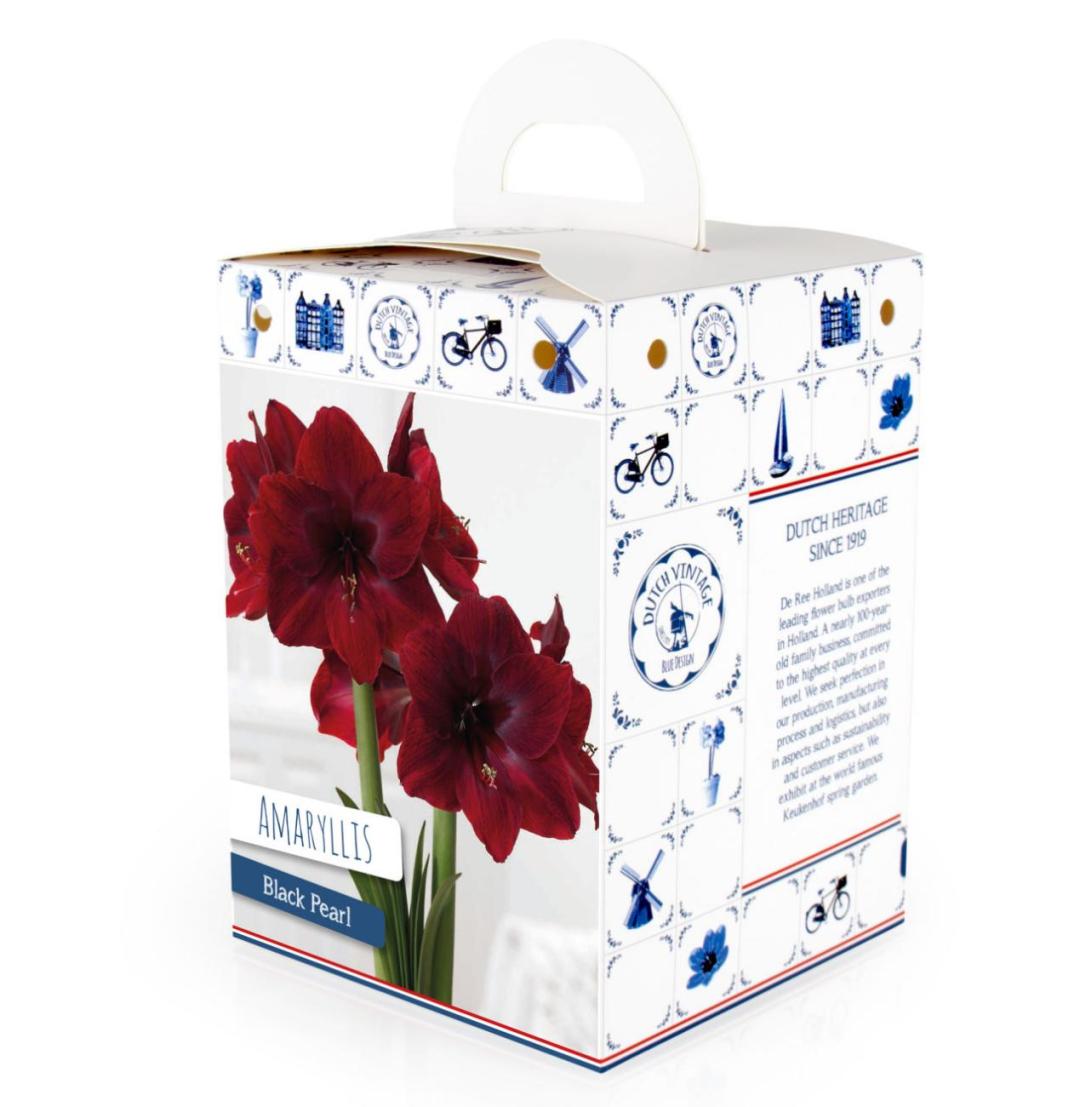 客单价高的绿植,最流行的球根花卉