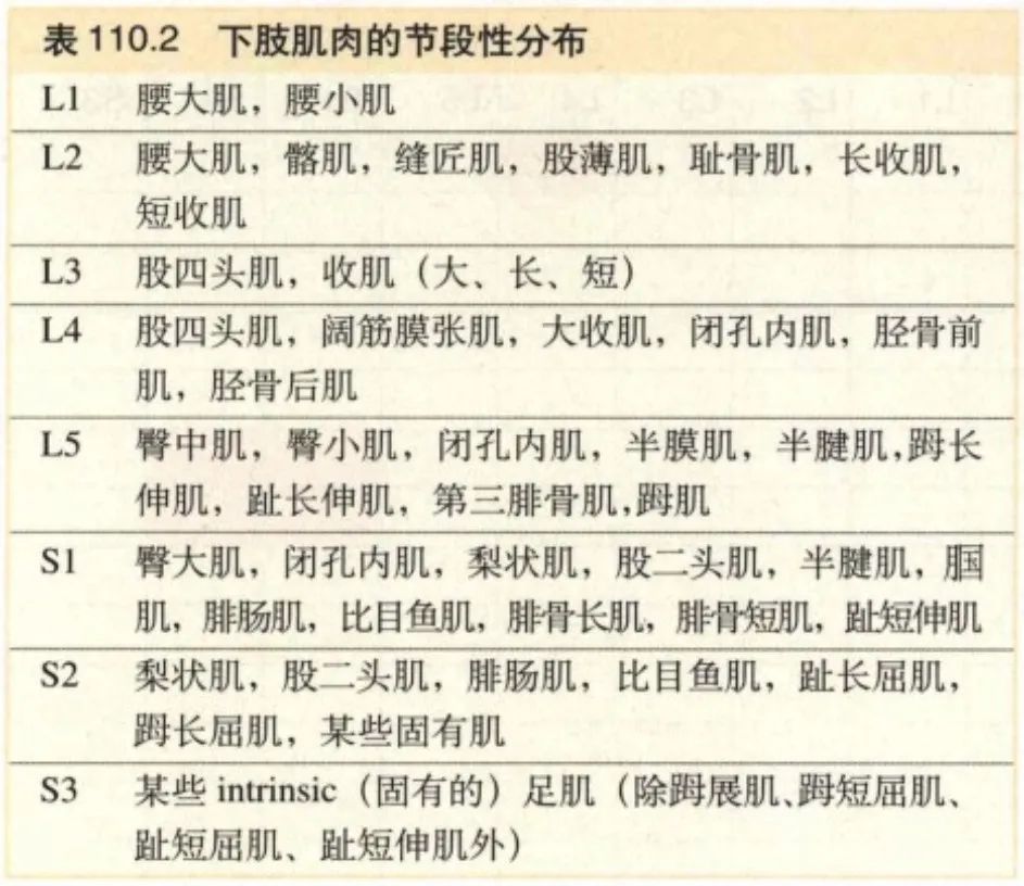 脊神经支配区域解剖图简图,脊神经及其分支的支配范围