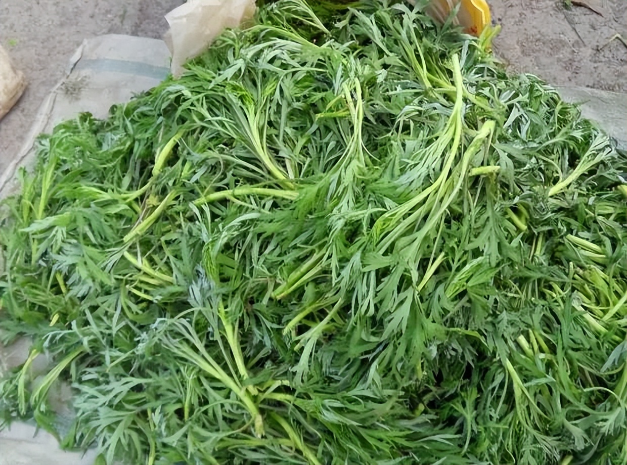 农村野草喂猪的方法,喂猪的野菜如今成了一种美味