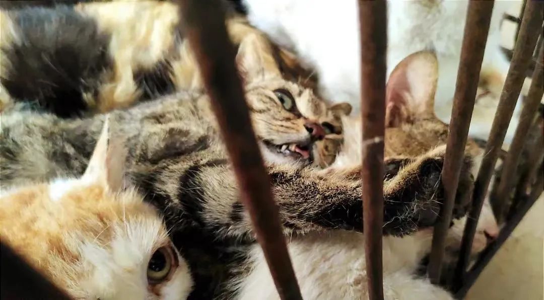 无良商家为了赚钱，竟剥猫皮做毛皮大衣…