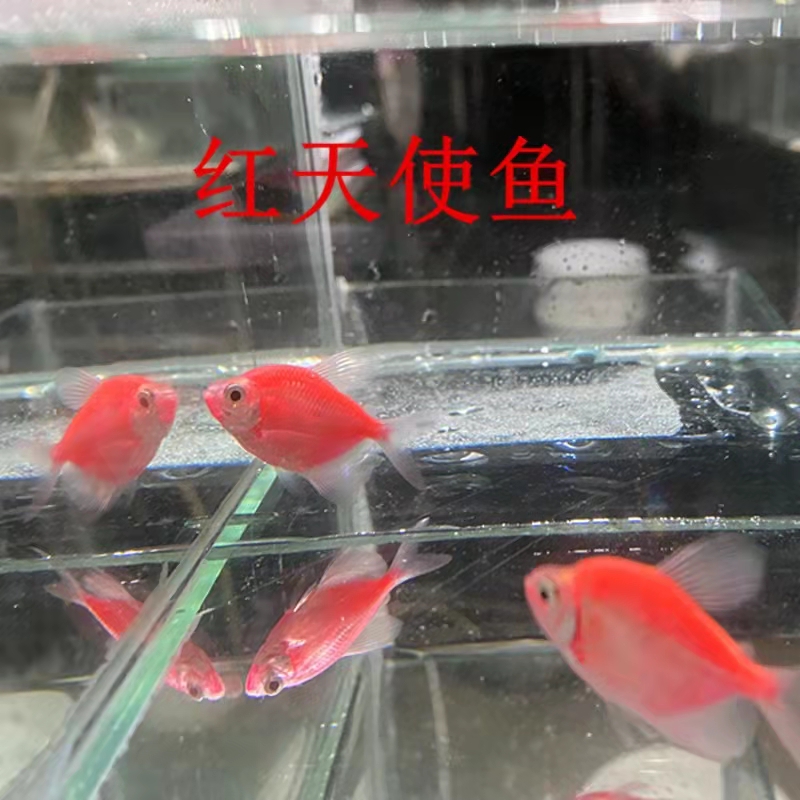 新手养观赏鱼全过程,新手养鱼入门基础教程小观赏鱼