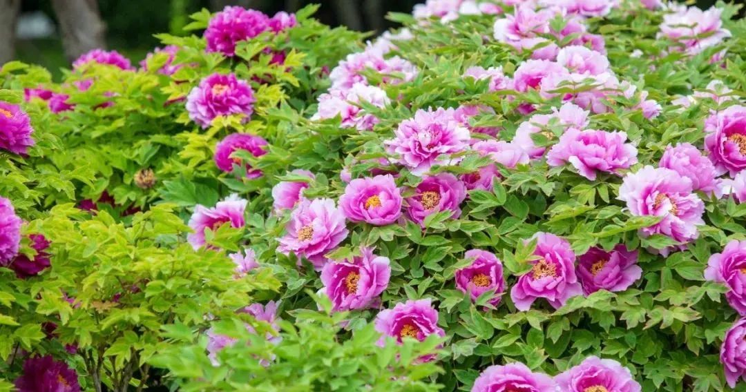 “路”人皆知“坛”花常见！泰达这些精品道路、花坛等你来打卡！