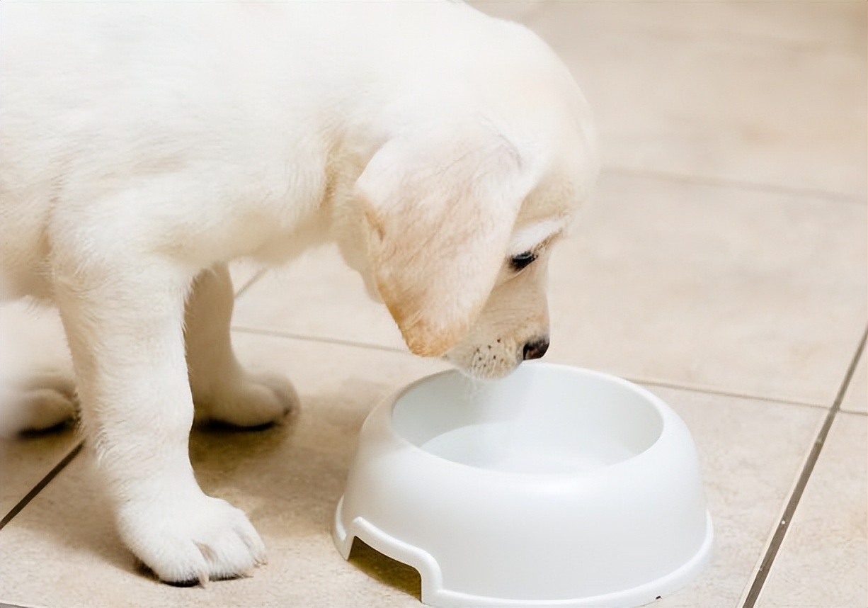 宠物主人养宠常遇到的问题,宠物主人必看