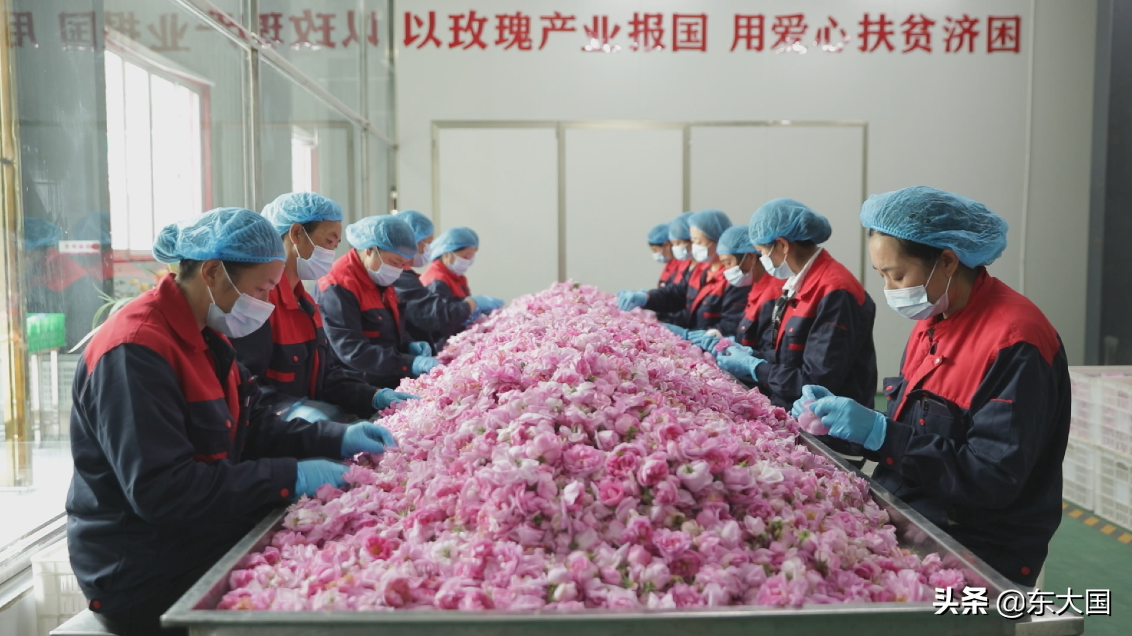 野猪“刺”激来的玫瑰花——玫瑰姐姐和她的美丽经济