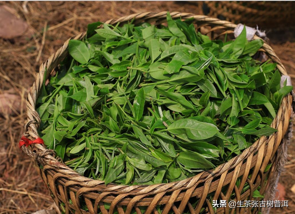 普洱茶每个步骤都需要精湛的工艺,了解普洱茶的必备知识有哪些方面