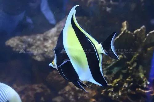 各种漂亮鱼的名称及图片,漂亮可爱的海水观赏鱼