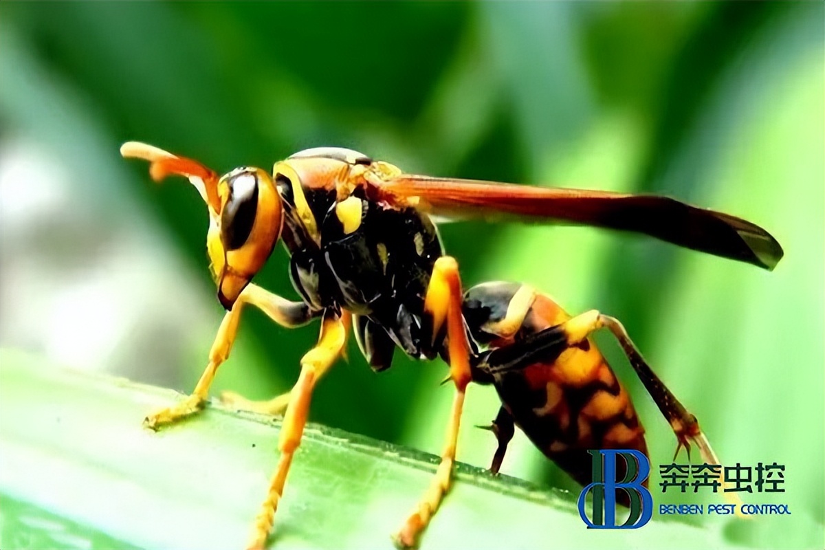驱除马蜂声音,怎么驱除马蜂