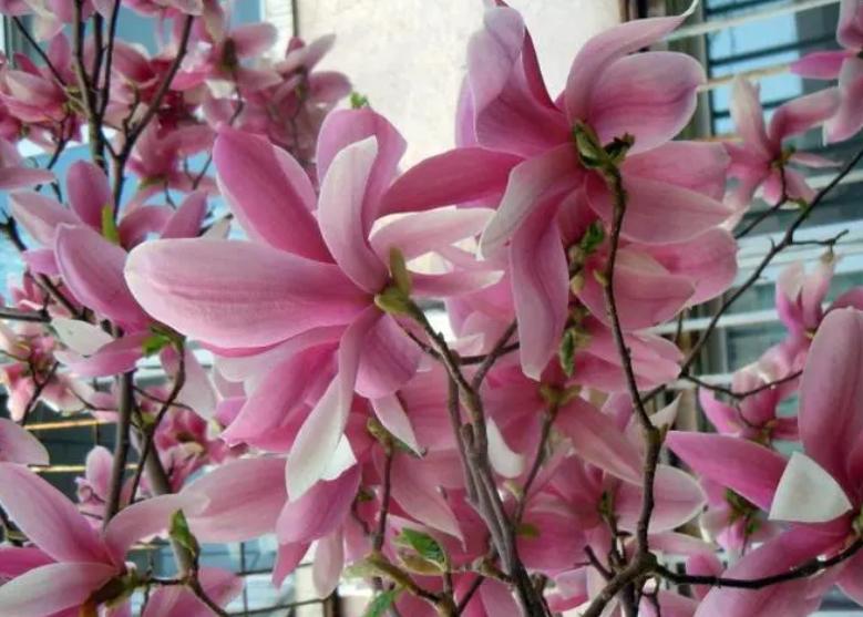 18种花卉的种子,100种最好养又好看的花