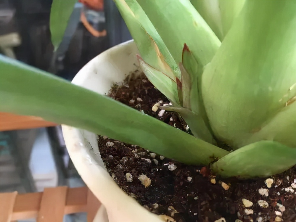 琚獥浜嗕竴娆″氨寰堥毦鎵惧洖鏉ヤ簡,琚獥鍚庤姳浜嗕竴骞磋蛋鍑烘潵