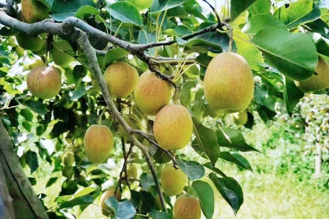 价格走高，梨果“涨声一片”，库尔勒香梨凭什么卖4元/斤的高价？