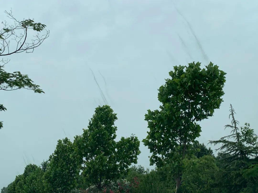 四川泸州摇蚊聚集，犹如微型“龙卷风”，摇蚊爆发真的是好事吗？