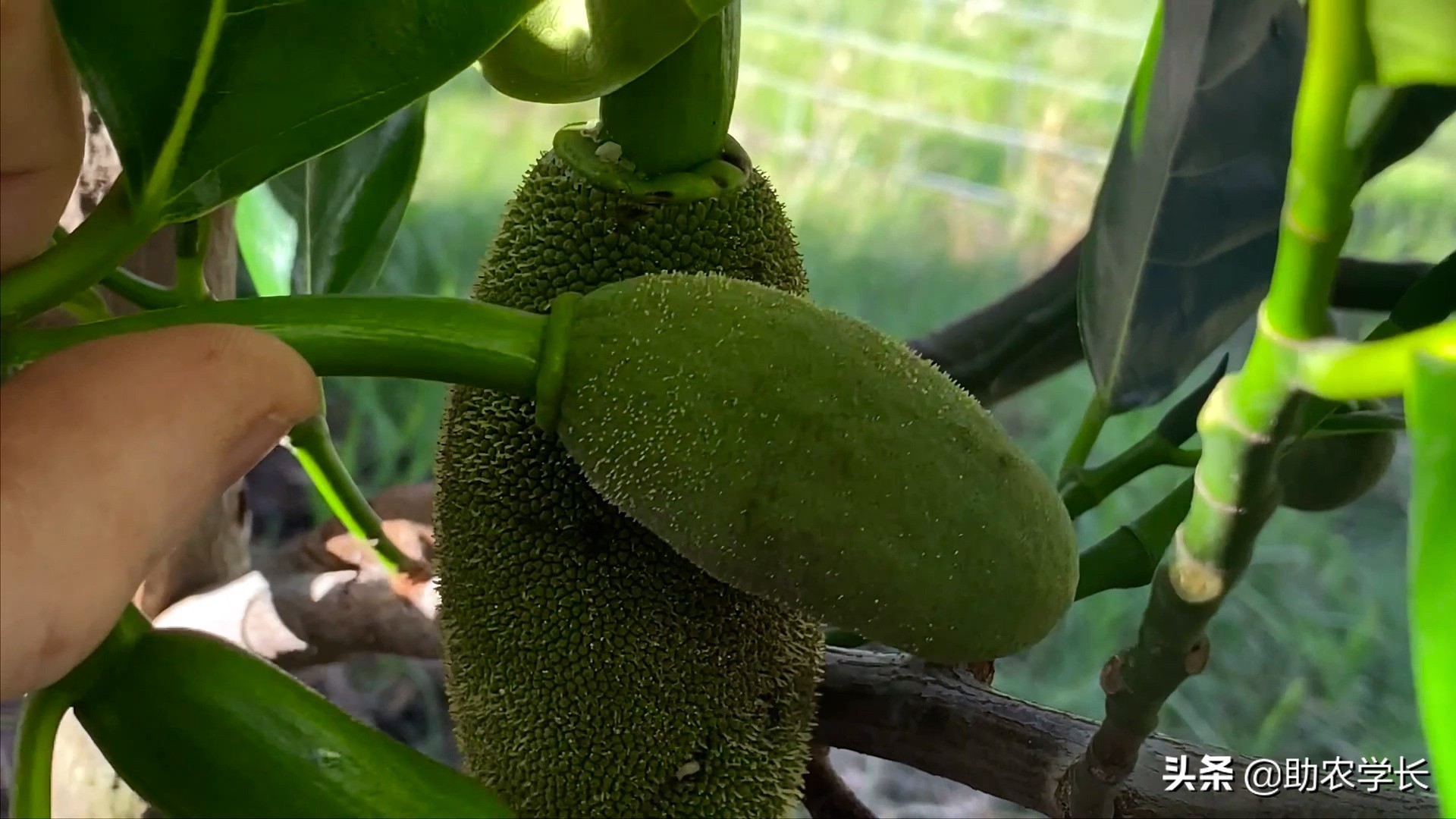 马来西亚1号菠萝蜜种植技术管理,黄肉菠萝蜜的种子种植会结果吗
