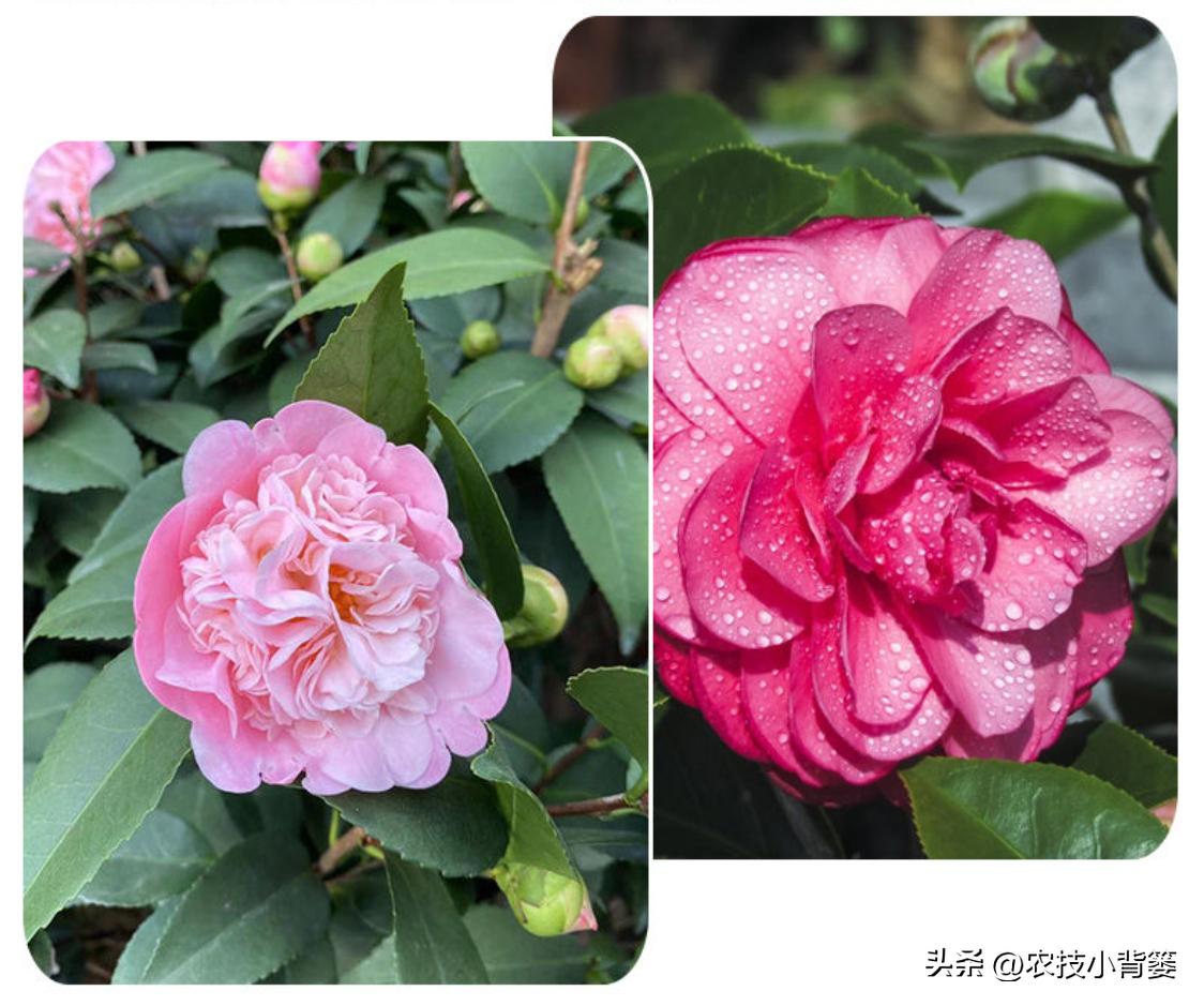 茶花扦插用什么方法成活率高,夏季扦插茶花枝条必须马上扦插吗