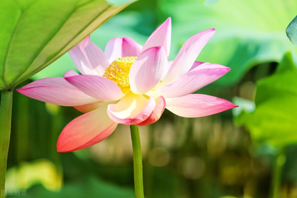 这二十幅极品花卉越看越醉,超好看又耐看的花卉图