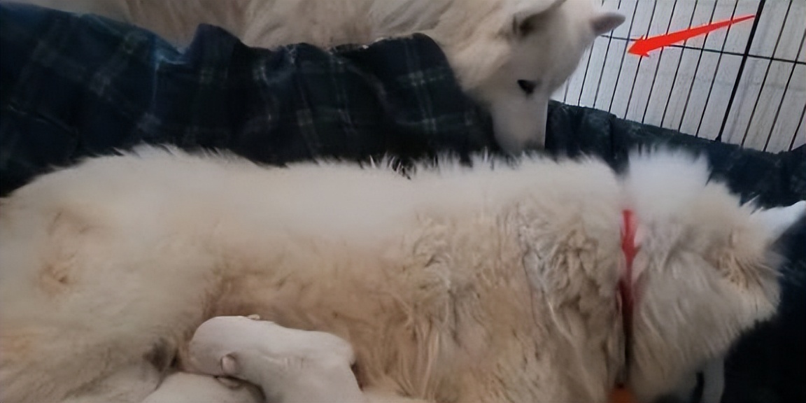 白狗生宝宝主人一直笑,大白狗生了5个小奶狗