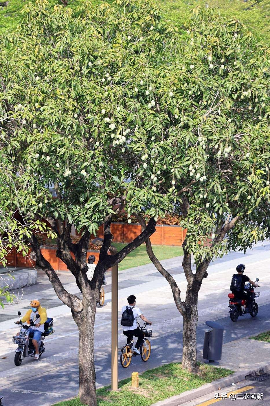 路边树上的芒果可以采摘吗,为什么路边的芒果不能采摘来吃