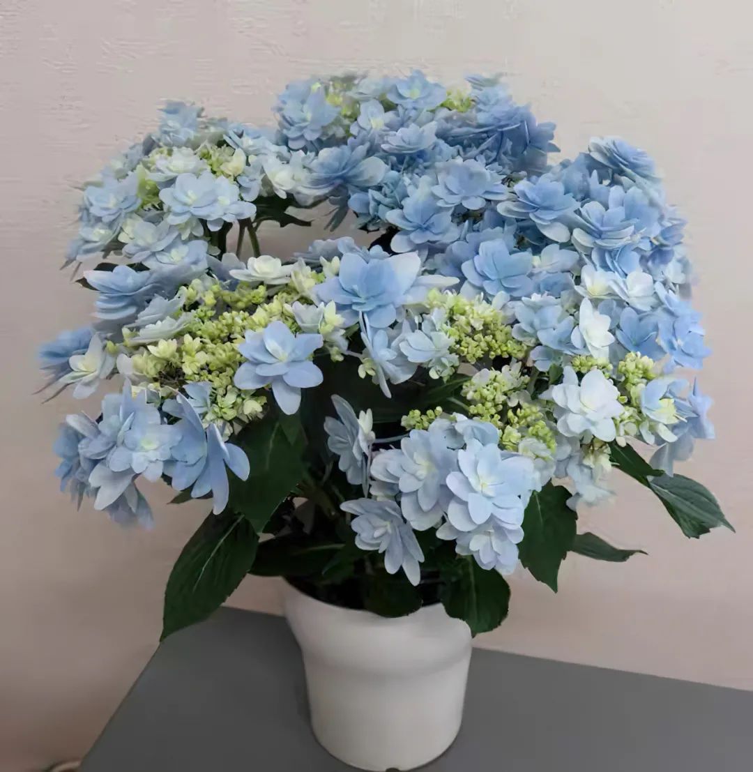 身边一抹蓝,最美蓝色绣球